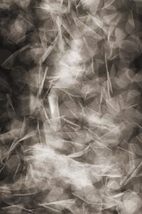 Falling Petals