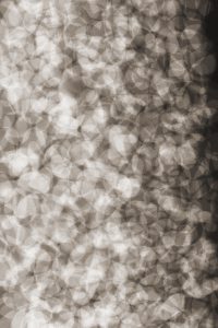 Lying Petals