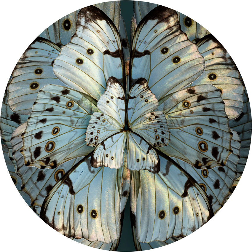 Seb Janiak, Mimesis, Hibiscus Trinium