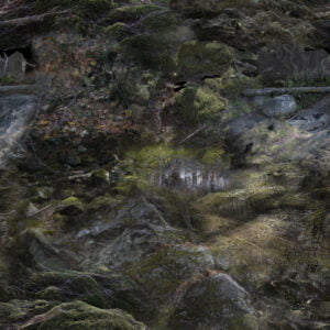 Forest Floors